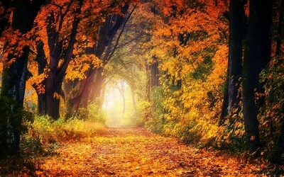 With an Abundance of Gratitude