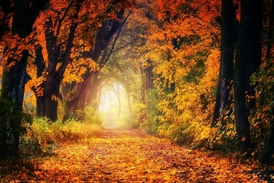 With an Abundance of Gratitude