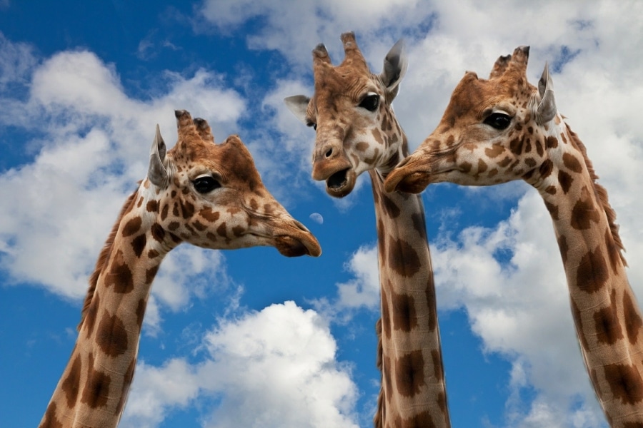Donor Communication: Ongoing Communication is Key