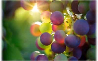 The Season of Abundance and Gratitude
